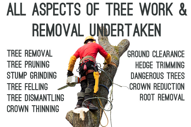 Tree surgery in Swansea, Neath, Port Talbot, Porthcawl, and Bridgend